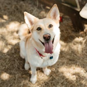 Betty White, Mixed Breed (Medium), senior, available for adoption