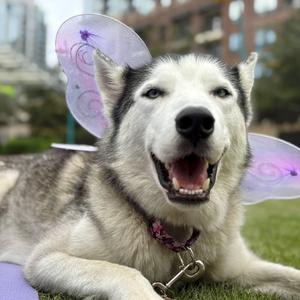 Ava, Mixed Breed (Large), adult, available for adoption