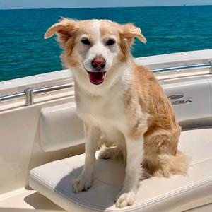 Angel Grace, Mixed Breed (Medium), senior, available for adoption