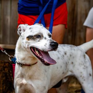 Fancy Fred, Mixed Breed (Large), adult, available for adoption