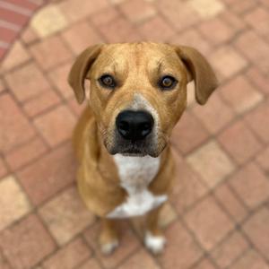 Hearne, Mixed Breed (Medium), adult, available for adoption