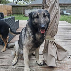 Jojo, Mixed Breed (Large), adult, available for adoption