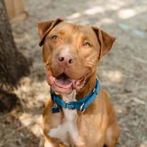 Charles Barkley, Mixed Breed (Large), adult, available for adoption