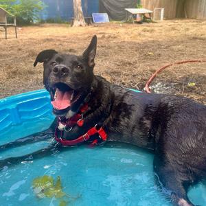 Chance, Mixed Breed (Large), senior, available for adoption