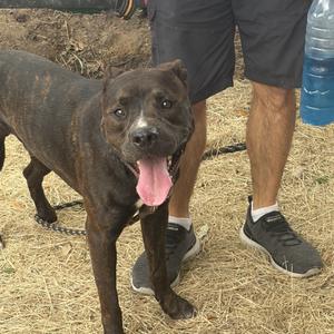 Broadie, Mixed Breed (Large), adult, available for adoption