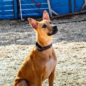 Declyn, Mixed Breed (Medium), adult, available for adoption