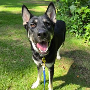 Carl, Mixed Breed (Large), adult, available for adoption