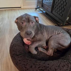 Baby Boo, Mixed Breed (Large), adult, available for adoption