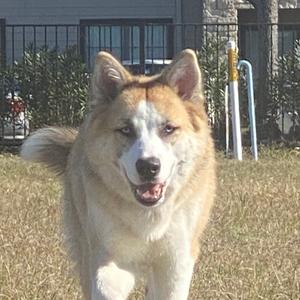 Azula, Mixed Breed (Large), adult, available for adoption