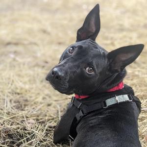 Alexandra, Mixed Breed (Medium), senior, available for adoption