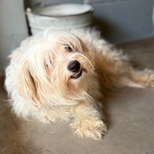 Doll, Shih Tzu, adult, available for adoption