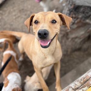 Ginger, Retriever, Labrador, adult, available for adoption