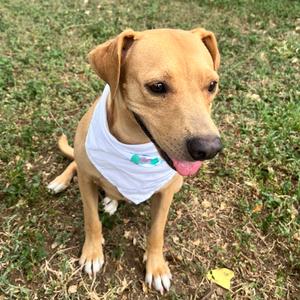 Ginger, Retriever, Labrador, adult, available for adoption