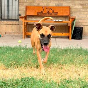 Chloe, Boxer, adult, available for adoption