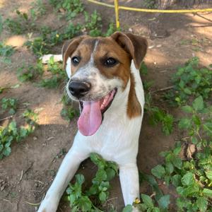 Ariel, American Blue Heeler, adult, available for adoption