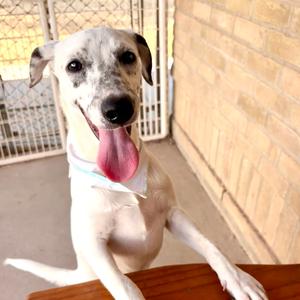 Scuttle, American Blue Heeler, adult, available for adoption