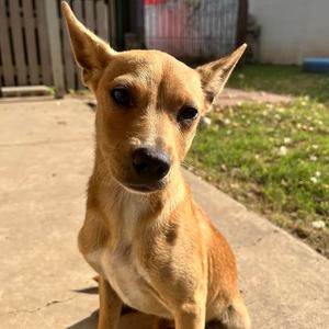 Dulce, Chihuahua, adult, available for adoption