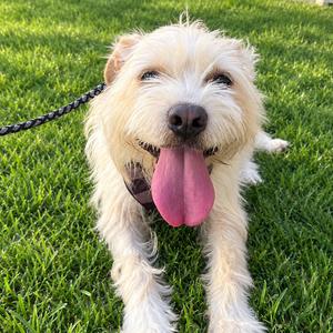 Whiskey, Schnauzer, adult, available for adoption