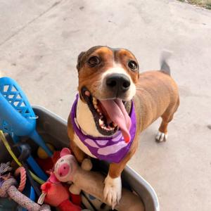 Betty, Beagle, adult, available for adoption