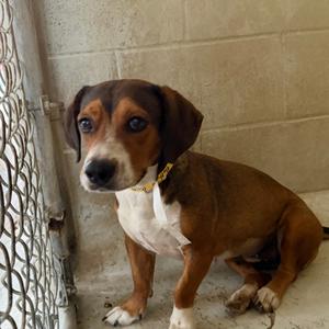 Betty, Beagle, adult, available for adoption