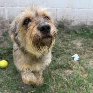 Dani, Dachshund, adult, available for adoption