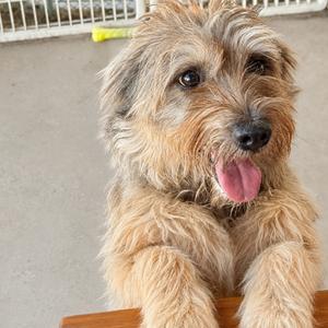 A fluffy, light brown dog with a shaggy coat and a pink tongue sticking out, sitting on a wooden surface.