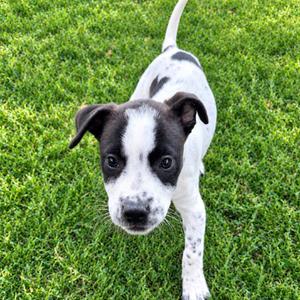 Kona, Terrier, American Pit Bull, puppy, available for adoption