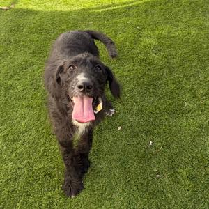 A black dog with curly fur standing on green grass, looking up with its tongue out.