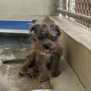 Choco, Terrier, adult, available for adoption
