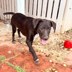 Eric, American Blue Heeler, adult, available for adoption
