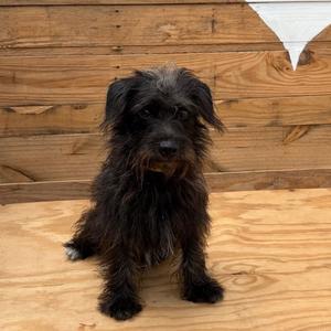 Draven, Terrier, adult, available for adoption