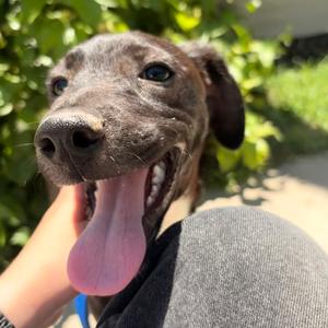 Aquata, American Blue Heeler, adult, available for adoption