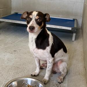 Beto, Chihuahua, adult, available for adoption