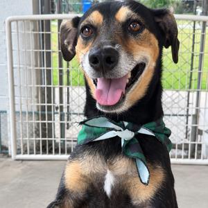 Apollo, Mixed Breed (Medium), adult, available for adoption