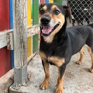 Apollo, Mixed Breed (Medium), adult, available for adoption