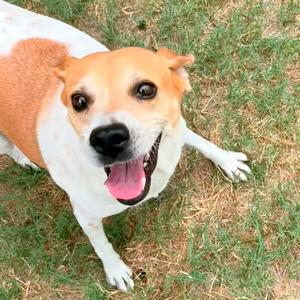 Leila, Beagle, adult, available for adoption