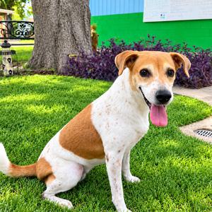 Leila, Beagle, adult, available for adoption