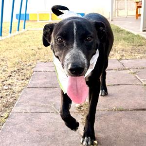 Sebastian, American Blue Heeler, adult, available for adoption