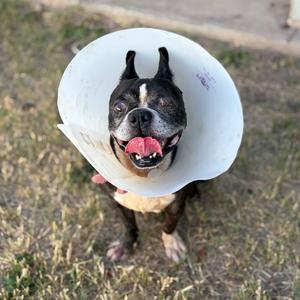Boston, Terrier, Boston, adult, available for adoption