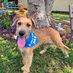 Viktor, Terrier, adult, available for adoption