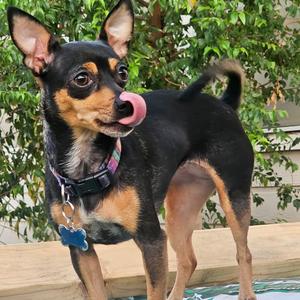 Juggalo (Juggy), Chihuahua, Short Coat, adult, available for adoption