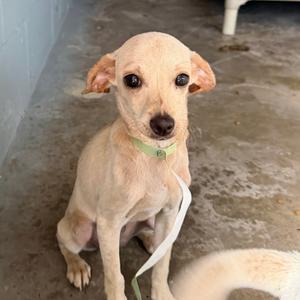 Lolita, Chihuahua, adult, available for adoption