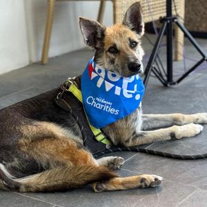 Tex, Shepherd, German, senior, available for adoption
