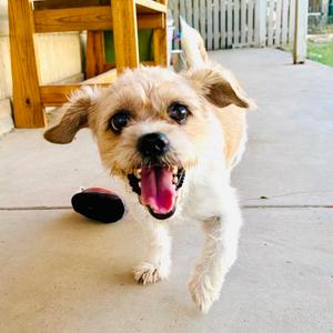 Max, Chihuahua, senior, available for adoption