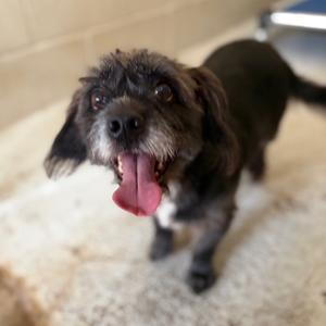 Loki, Chihuahua, Long Coat, adult, available for adoption