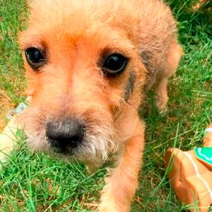 Churrito, Chihuahua, adult, available for adoption