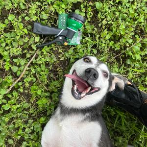 Beya, Corgi, Cardigan Welsh, adult, available for adoption