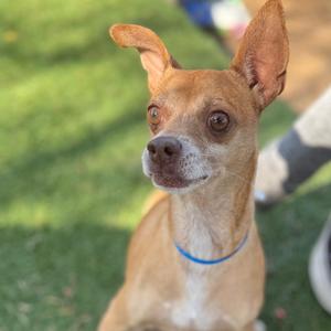Bro, Chihuahua, adult, available for adoption
