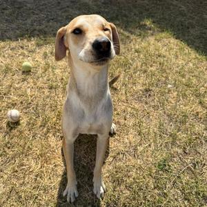 Blinky, Retriever, Black Labrador, adult, available for adoption