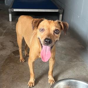 Chiquis, Chihuahua, adult, available for adoption